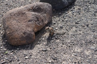 Atlantoxerus getulus kemirgeni, sonbaharda Costa Calma 'daki Atlantik kıyısında vahşi doğada yaşar. Barbar sincap (