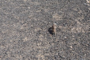 Atlantoxerus getulus kemirgeni, sonbaharda Costa Calma 'daki Atlantik kıyısında vahşi doğada yaşar. Barbar sincap (