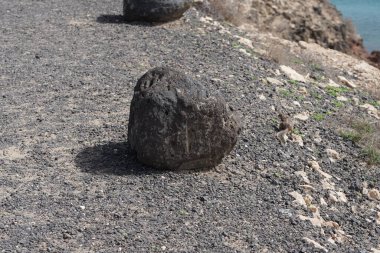 Atlantoxerus getulus kemirgeni, sonbaharda Costa Calma 'daki Atlantik kıyısında vahşi doğada yaşar. Barbar sincap (