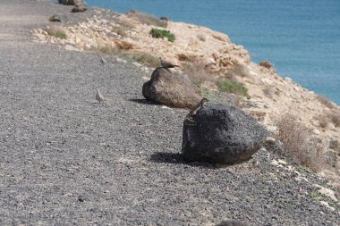 Kemirgen Atlantoxerus getulus ve Streptopelia dekaocto kuşu sonbaharda Costa Calma 'nın Atlantik kıyısında vahşi doğada yaşarlar. Barbar sincap (