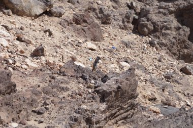 Atlantoxerus getulus kemirgeni, sonbaharda Costa Calma 'daki Atlantik kıyısında vahşi doğada yaşar. Barbar sincap (