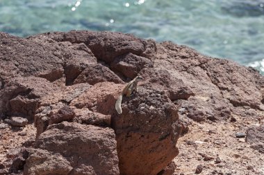 Atlantoxerus getulus kemirgeni, sonbaharda Costa Calma 'daki Atlantik kıyısında vahşi doğada yaşar. Barbar sincap (