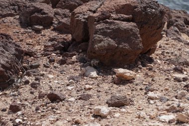 Atlantoxerus getulus kemirgeni, sonbaharda Costa Calma 'daki Atlantik kıyısında vahşi doğada yaşar. Barbar sincap (