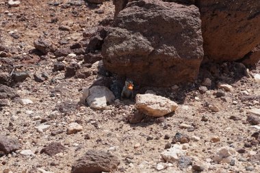 Atlantoxerus getulus kemirgeni, sonbaharda Costa Calma 'daki Atlantik kıyısında vahşi doğada yaşar. Barbar sincap (