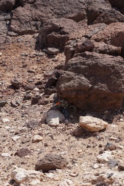 Atlantoxerus getulus kemirgeni, sonbaharda Costa Calma 'daki Atlantik kıyısında vahşi doğada yaşar. Barbar sincap (