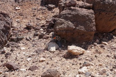 Atlantoxerus getulus kemirgeni, sonbaharda Costa Calma 'daki Atlantik kıyısında vahşi doğada yaşar. Barbar sincap (