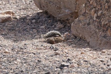 Kemirgen Atlantoxerus getulus, sonbaharda Costa Calma 'daki Atlantik kıyısında vahşi doğada yaşar. Barbar sincap (