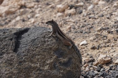 Atlantoxerus getulus kemirgeni, sonbaharda Costa Calma 'daki Atlantik kıyısında vahşi doğada yaşar. Barbar sincap (