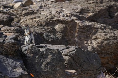 Atlantoxerus getulus kemirgeni, sonbaharda Costa Calma 'daki Atlantik kıyısında vahşi doğada yaşar. Barbar sincap (