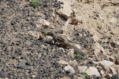 Atlantoxerus getulus kemirgeni, sonbaharda Costa Calma 'daki Atlantik kıyısında vahşi doğada yaşar. Barbar sincap (