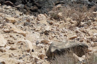 Atlantoxerus getulus kemirgeni, sonbaharda Costa Calma 'daki Atlantik kıyısında vahşi doğada yaşar. Barbar sincap (