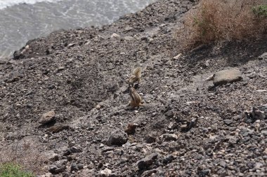 Rodents Atlantoxerus getulus live in the wild on the Atlantic coast of Costa Calma in autumn. The Barbary ground squirrel, Atlantoxerus getulus, is a species of rodent in the family Sciuridae. Fuerteventura, Las Palmas, Canary Islands, Spain.  clipart