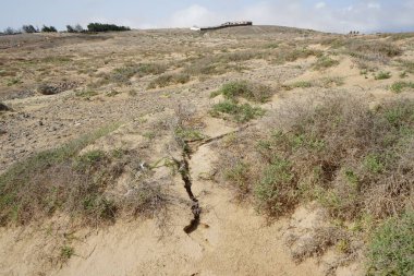 Costa Calma, Fuerteventura, İspanya - 22 Ekim 2022: Çiftlik sonbaharda pitoresk Atlantik kıyısında yer almaktadır. Las Palmas, Kanarya Adaları.