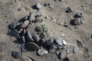 Polycarpaea nivea grows in the wild in October. Polycarpaea nivea is a genus of flowering plants. Polycarpaea nivea belongs to the genus Polycarpaea, and family Caryophyllaceae. Costa Calma, Fuerteventura, Las Palmas, Canary Islands, Spain.  clipart