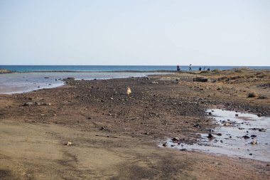 Bir köpek Atlantik Okyanusu 'na akan sığ bir nehrin ağzının etrafında koşuyor. Costa Calma, Fuerteventura, Las Palmas, Kanarya Adaları, İspanya.