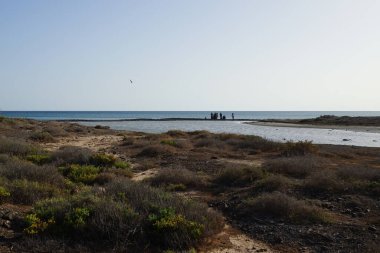 Bir martı Larus michahellis, sonbaharda Costa Calma 'daki Atlantik Okyanusu kıyısındaki Playas de Matas Blancas plajında uçar. Sarı bacaklı martı, Larus michahellis, büyük bir martıdır. Fuerteventura, Las Palmas, İspanya. 