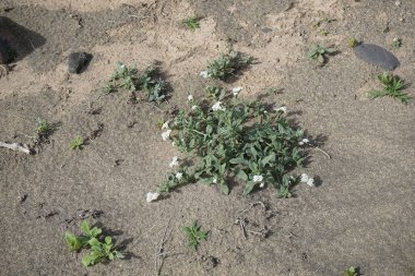 Helotropium ramosissimum ekim ayında vahşi doğada beyaz-sarı çiçeklerle çiçek açar. Heliotropium, geleneksel olarak Boraginaceae familyasına dahil olan bir bitki cinsidir. Costa Calma, Fuerteventura, Las Palmas, Kanarya Adaları, İspanya.