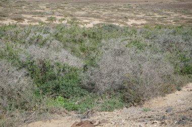Çamaşır bahçeleri ekim ayında sarı çiçeklerle çiçek açar. Launaea arborescens, Asteraceae familyasından bir bitki türü. Costa Calma, Fuerteventura, Las Palmas, Kanarya Adaları, İspanya. 