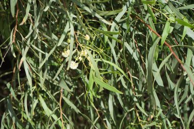 Acacia salicina blooms in October. Acacia salicina, cooba, native willow, willow wattle, Broughton willow, sally wattle, black sallee and black wattle, is a thornless species of Acacia. Costa Calma, Fuerteventura, Las Palmas, Canary Islands, Spain. clipart