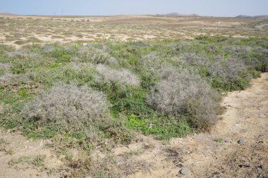 Çamaşır bahçeleri ekim ayında sarı çiçeklerle çiçek açar. Launaea arborescens, Asteraceae familyasından bir bitki türü. Costa Calma, Fuerteventura, Las Palmas, Kanarya Adaları, İspanya. 