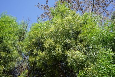 Acacia salicina blooms in October. Acacia salicina, cooba, native willow, willow wattle, Broughton willow, sally wattle, black sallee and black wattle, is a thornless species of Acacia. Costa Calma, Fuerteventura, Las Palmas, Canary Islands, Spain. clipart