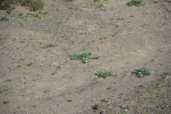 Ekim ayında bir Vanessa Cardui kelebeği Heliotropium ramosissimum 'un beyaz sarı çiçekleri üzerinde uçar. Vanessa Cardui, Cynthia Cardui, boyalı bayan tüm kelebek türlerinin en yaygın olanıdır. Costa Calma, Fuerteventura, Kanarya Adaları, İspanya.