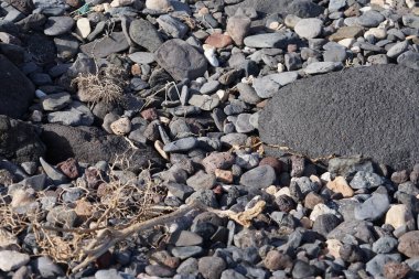 Kelebek Vanessa Cardui ekim ayında taşların üzerinde oturur. Vanessa Cardui, Cynthia Cardui, boyalı bayan, tüm kelebek türlerinin en yaygın olanıdır. Costa Calma, Fuerteventura, Las Palmas, Kanarya Adaları, İspanya. 