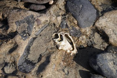 Costa Calma yakınlarındaki Matas Blancas 'taki Quaternary Dönemi yumuşakça Strombus bubonius fosilleşmiş yatakları Kanarya Adaları' ndaki en önemli paleontolojik alanlardan biridir. Yacimiento de Strombus bubonius, Fuerteventura, Las Palmas, İspanya.  