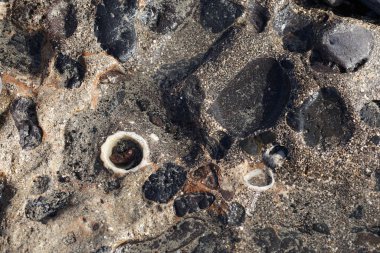 Costa Calma yakınlarındaki Matas Blancas 'taki Quaternary Dönemi yumuşakça Strombus bubonius fosilleşmiş yatakları Kanarya Adaları' ndaki en önemli paleontolojik alanlardan biridir. Yacimiento de Strombus bubonius, Fuerteventura, Las Palmas, İspanya.  