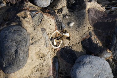 Costa Calma yakınlarındaki Matas Blancas 'taki Quaternary Dönemi yumuşakça Strombus bubonius fosilleşmiş yatakları Kanarya Adaları' ndaki en önemli paleontolojik alanlardan biridir. Yacimiento de Strombus bubonius, Fuerteventura, Las Palmas, İspanya.  