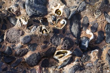 Costa Calma yakınlarındaki Matas Blancas 'taki Quaternary Dönemi yumuşakça Strombus bubonius fosilleşmiş yatakları Kanarya Adaları' ndaki en önemli paleontolojik alanlardan biridir. Yacimiento de Strombus bubonius, Fuerteventura, Las Palmas, İspanya.  