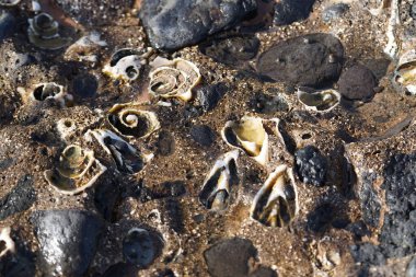 Costa Calma yakınlarındaki Matas Blancas 'taki Quaternary Dönemi yumuşakça Strombus bubonius fosilleşmiş yatakları Kanarya Adaları' ndaki en önemli paleontolojik alanlardan biridir. Yacimiento de Strombus bubonius, Fuerteventura, Las Palmas, İspanya.  