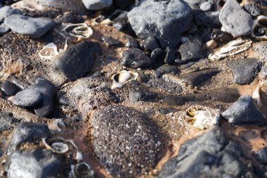 Costa Calma yakınlarındaki Matas Blancas 'taki Quaternary Dönemi yumuşakça Strombus bubonius fosilleşmiş yatakları Kanarya Adaları' ndaki en önemli paleontolojik alanlardan biridir. Yacimiento de Strombus bubonius, Fuerteventura, Las Palmas, İspanya.  
