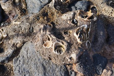 Costa Calma yakınlarındaki Matas Blancas 'taki Quaternary Dönemi yumuşakça Strombus bubonius fosilleşmiş yatakları Kanarya Adaları' ndaki en önemli paleontolojik alanlardan biridir. Yacimiento de Strombus bubonius, Fuerteventura, Las Palmas, İspanya.  