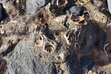 Costa Calma yakınlarındaki Matas Blancas 'taki Quaternary Dönemi yumuşakça Strombus bubonius fosilleşmiş yatakları Kanarya Adaları' ndaki en önemli paleontolojik alanlardan biridir. Yacimiento de Strombus bubonius, Fuerteventura, Las Palmas, İspanya.  