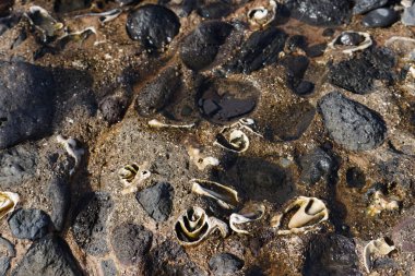 Costa Calma yakınlarındaki Matas Blancas 'taki Quaternary Dönemi yumuşakça Strombus bubonius fosilleşmiş yatakları Kanarya Adaları' ndaki en önemli paleontolojik alanlardan biridir. Yacimiento de Strombus bubonius, Fuerteventura, Las Palmas, İspanya.  