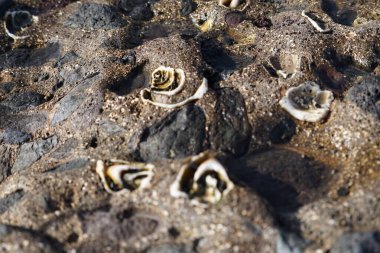 Costa Calma yakınlarındaki Matas Blancas 'taki Quaternary Dönemi yumuşakça Strombus bubonius fosilleşmiş yatakları Kanarya Adaları' ndaki en önemli paleontolojik alanlardan biridir. Yacimiento de Strombus bubonius, Fuerteventura, Las Palmas, İspanya.  