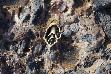 Costa Calma yakınlarındaki Matas Blancas 'taki Quaternary Dönemi yumuşakça Strombus bubonius fosilleşmiş yatakları Kanarya Adaları' ndaki en önemli paleontolojik alanlardan biridir. Yacimiento de Strombus bubonius, Fuerteventura, Las Palmas, İspanya.  