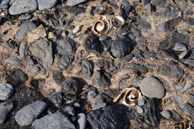 Costa Calma yakınlarındaki Matas Blancas 'taki Quaternary Dönemi yumuşakça Strombus bubonius fosilleşmiş yatakları Kanarya Adaları' ndaki en önemli paleontolojik alanlardan biridir. Yacimiento de Strombus bubonius, Fuerteventura, Las Palmas, İspanya.  