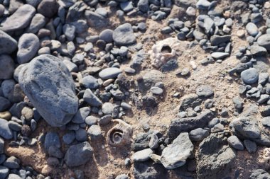 Costa Calma yakınlarındaki Matas Blancas 'taki Quaternary Dönemi yumuşakça Strombus bubonius fosilleşmiş yatakları Kanarya Adaları' ndaki en önemli paleontolojik alanlardan biridir. Yacimiento de Strombus bubonius, Fuerteventura, Las Palmas, İspanya.  