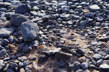 Costa Calma yakınlarındaki Matas Blancas 'taki Quaternary Dönemi yumuşakça Strombus bubonius fosilleşmiş yatakları Kanarya Adaları' ndaki en önemli paleontolojik alanlardan biridir. Yacimiento de Strombus bubonius, Fuerteventura, Las Palmas, İspanya.  