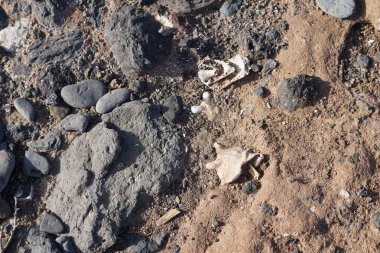 Costa Calma yakınlarındaki Matas Blancas 'taki Quaternary Dönemi yumuşakça Strombus bubonius fosilleşmiş yatakları Kanarya Adaları' ndaki en önemli paleontolojik alanlardan biridir. Yacimiento de Strombus bubonius, Fuerteventura, Las Palmas, İspanya.  