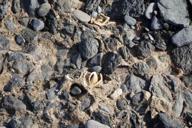 Costa Calma yakınlarındaki Matas Blancas 'taki Quaternary Dönemi yumuşakça Strombus bubonius fosilleşmiş yatakları Kanarya Adaları' ndaki en önemli paleontolojik alanlardan biridir. Yacimiento de Strombus bubonius, Fuerteventura, Las Palmas, İspanya. 