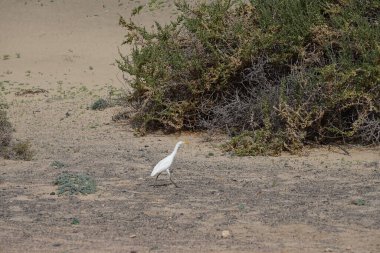 Bir Bubulcus Ibis kuşu Morro Jable 'daki Kuş izleme istasyonunun çevresinde yürüyor. Ekin (