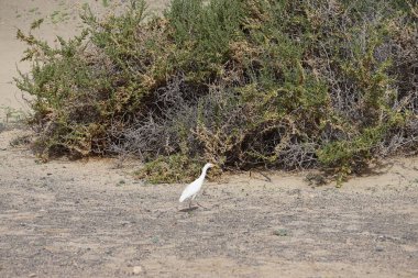 Bir Bubulcus Ibis kuşu Morro Jable 'daki Kuş izleme istasyonunun çevresinde yürüyor. Ekin (