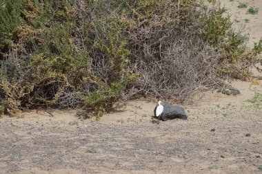 Bir Bubulcus Ibis kuşu Morro Jable 'daki Kuş izleme istasyonunun çevresinde yürüyor. Ekin (