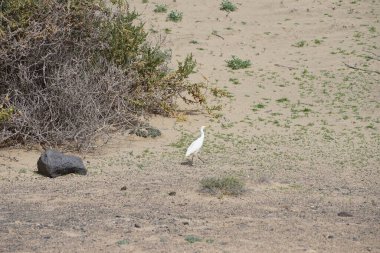 A bird Bubulcus ibis walks in the vicinity of the Bird watching station in Morro Jable. The cattle egret, Bubulcus ibis, is a cosmopolitan species of heron, family Ardeidae. Fuerteventura, Las Palmas, Canary Islands, Spain.  clipart