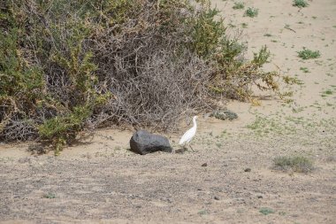 Bir Bubulcus Ibis kuşu Morro Jable 'daki Kuş izleme istasyonunun çevresinde yürüyor. Ekin (