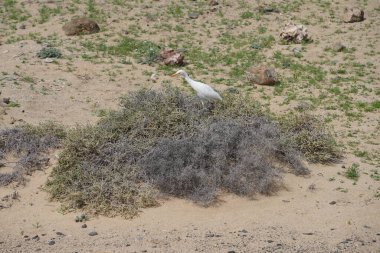 Bir Bubulcus Ibis kuşu Morro Jable 'daki Kuş izleme istasyonunun çevresinde yürüyor. Ekin (