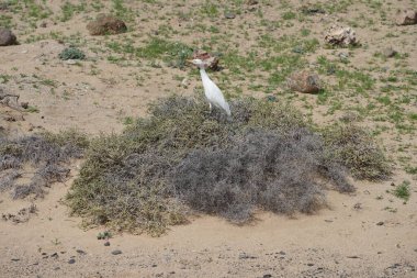 A bird Bubulcus ibis walks in the vicinity of the Bird watching station in Morro Jable. The cattle egret, Bubulcus ibis, is a cosmopolitan species of heron, family Ardeidae. Fuerteventura, Las Palmas, Canary Islands, Spain.  clipart